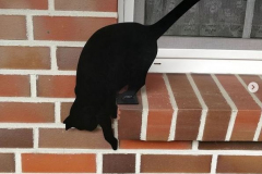 kletternde-Katze